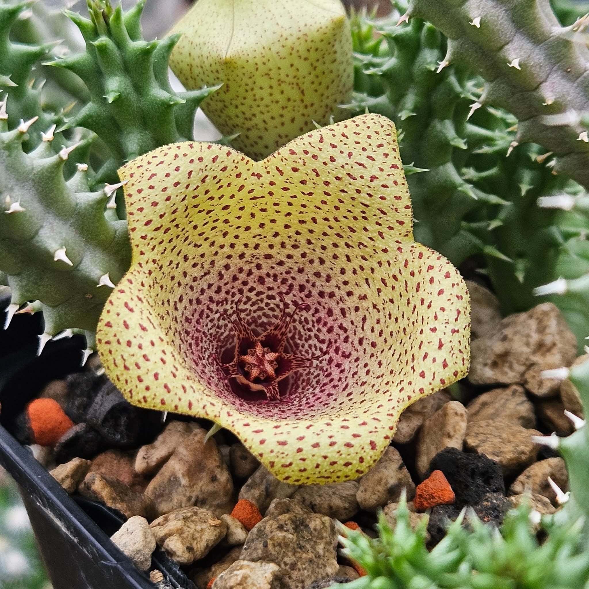 TAVARESIA